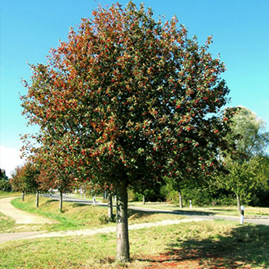  Рябина шведская или рябина промежуточная Sorbus intermedia 